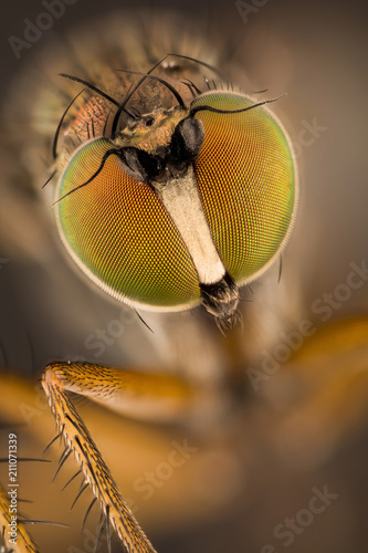 Dolichopus ungulates, Dolichopodidae photo