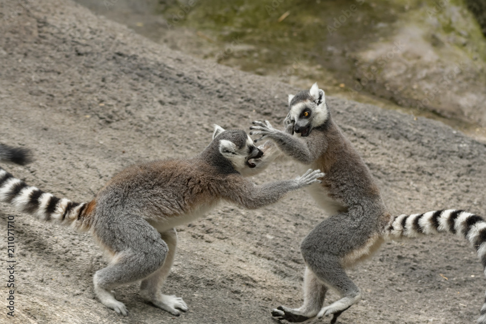 Fototapeta premium lemur 6