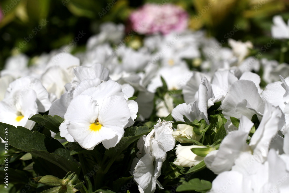 Natural white violet flower Natural white violet flower