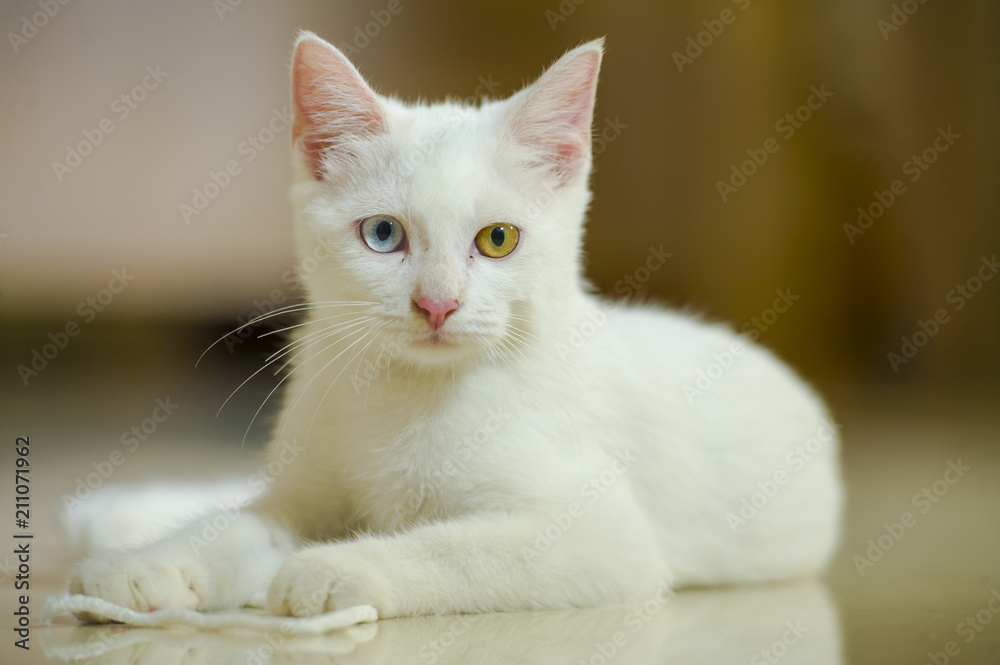 isolated portrait of white beautiful cat with amazing different color eyes, one eye blue on brown playing at home in domestic pet concept