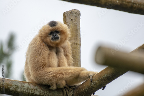 gibbon 2 photo