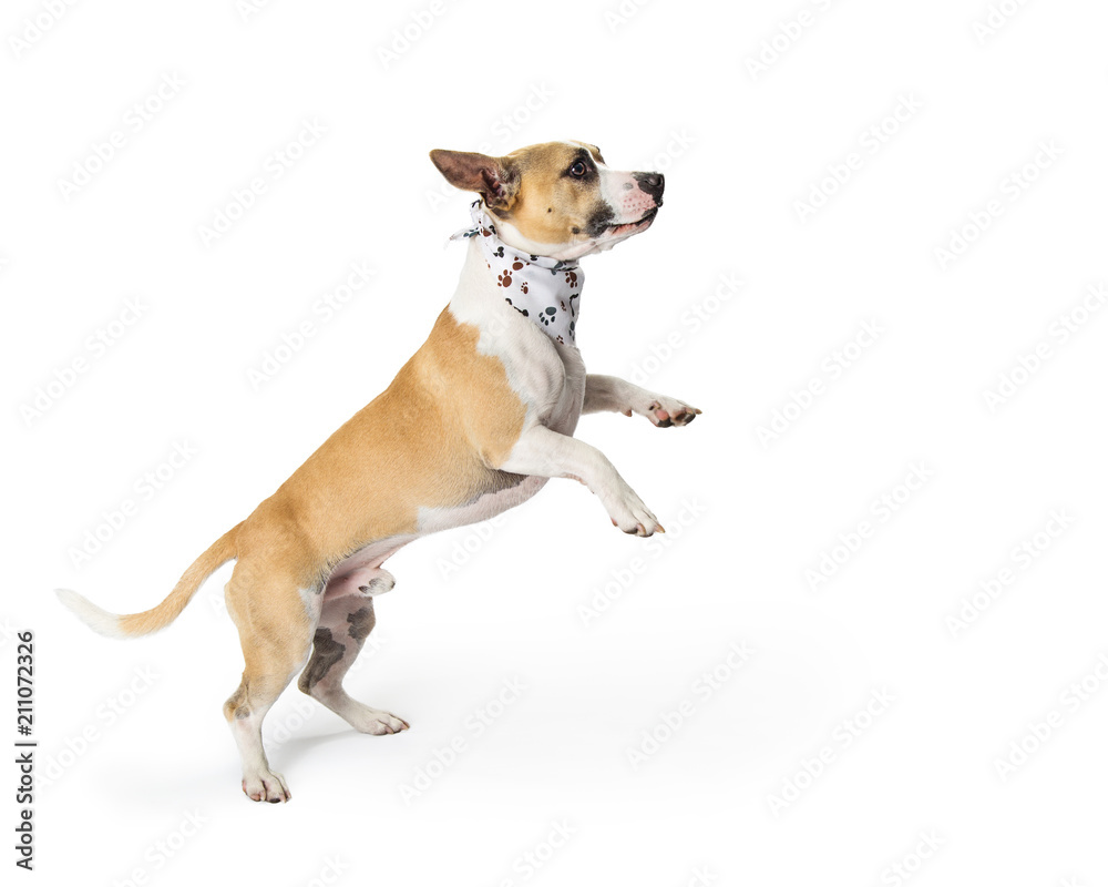 Playful Excited Mixed Small Breed Dog Jumping Up