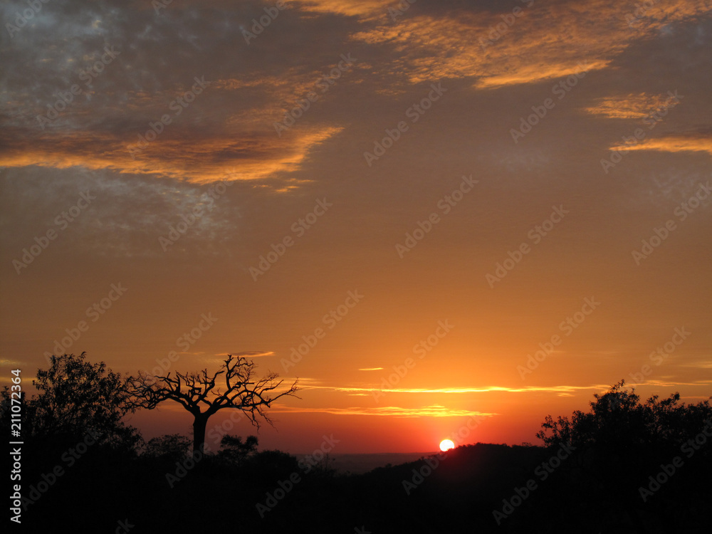 Naklejka premium golden sunset and dry tree