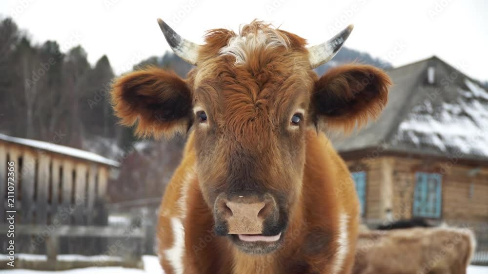 Female Dairy Cow In A Countryside Feeding