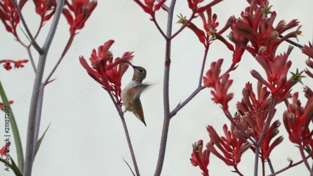Hummingbird feeds from a Hummingbird feeds from a