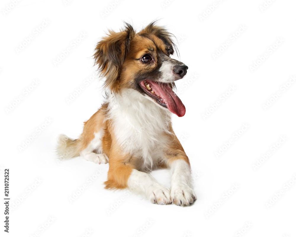 Fototapeta premium Playful Mixed Small Breed Dog Lying Down
