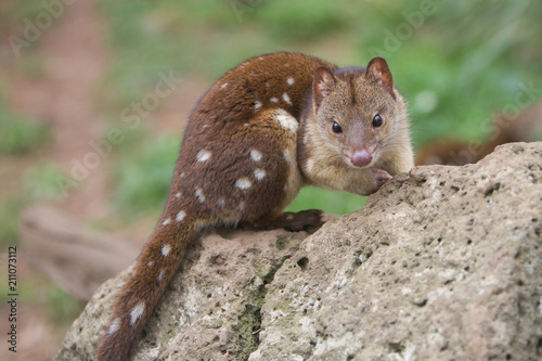 Quoll or Spotted Quoll