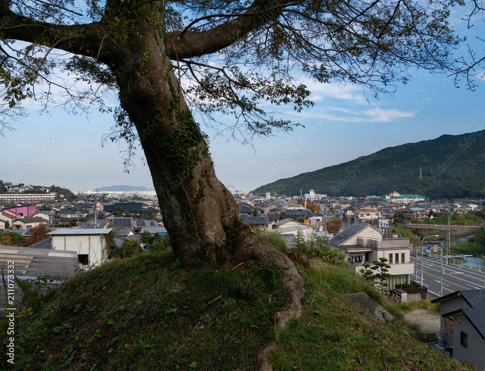 Big tree on the hill in Fukuoka prefecture, JAPAN.