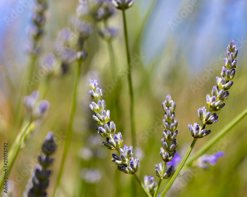 Little purple buds