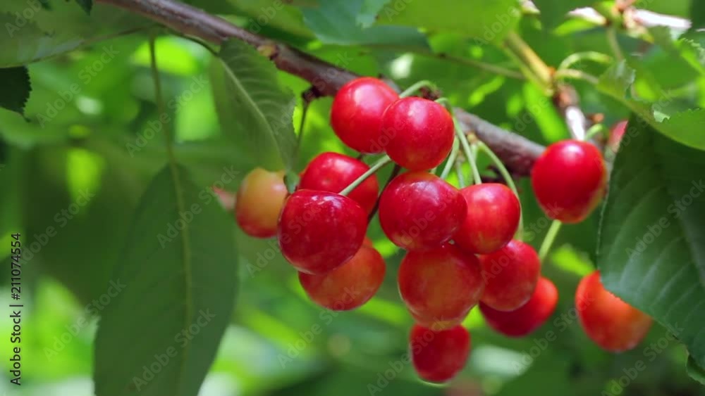 Hand picked ripe cherries from cherries tree.
Harvesting ripe cherry in a cherry orchard. Hand picked ripe cherries from cherries tree.
Harvesting ripe cherry in a cherry orchard.