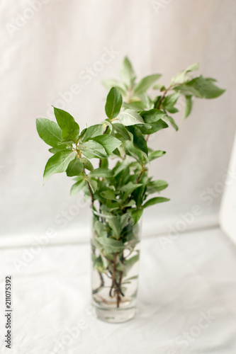 Bouquet of green twigs in a glass vase. Fresh greenery still life. Floral decoration. Spring and summer time minimal close up