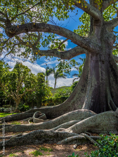 Giant Kapok Tree