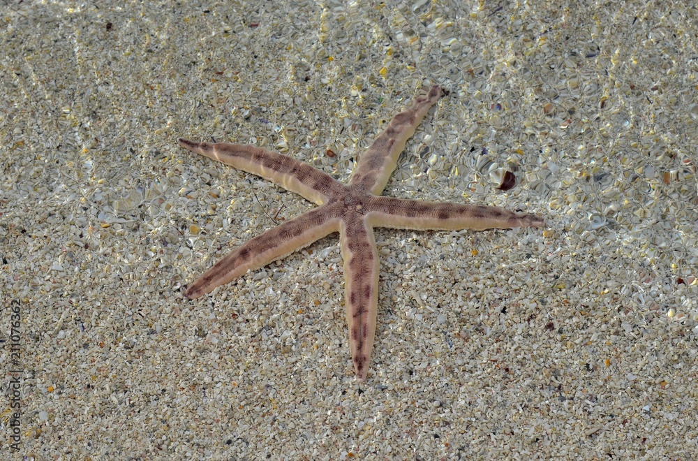 étoile de mer (Asteroidea) fouisseuse posée sur des coquillages dans l'eau. Océan indien. étoile de mer (Asteroidea) fouisseuse posée sur des coquillages dans l'eau. Océan indien.