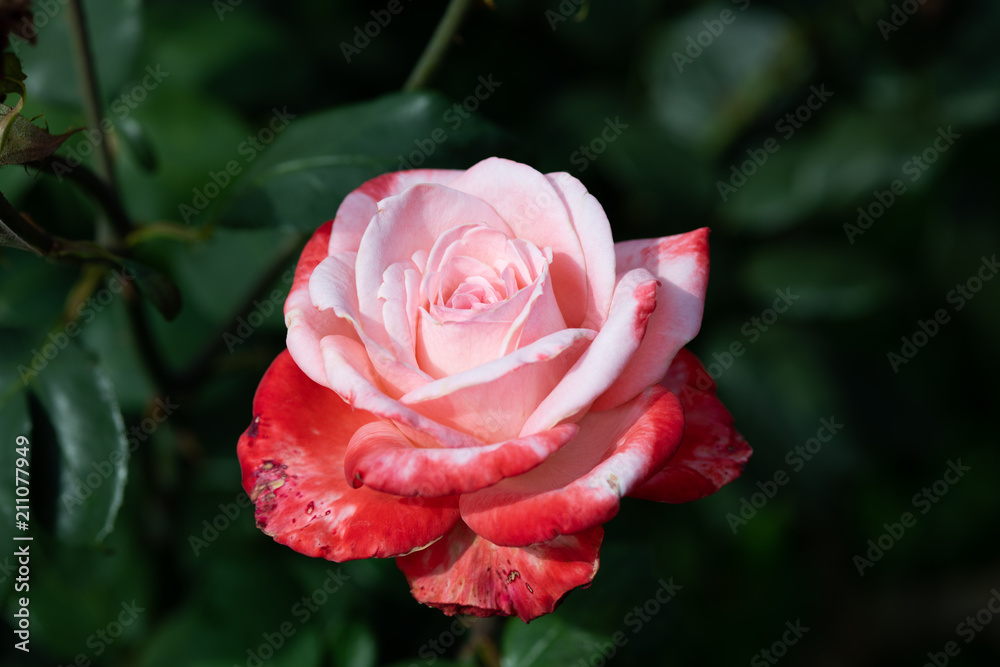 赤と白のばら「丹頂」の花のアップ	
