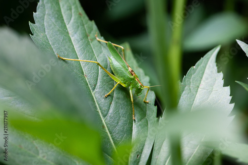 葉っぱの上のキリギリスのアップ