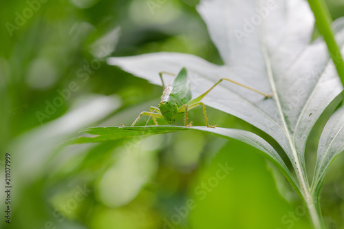 葉っぱの上のキリギリスのアップ