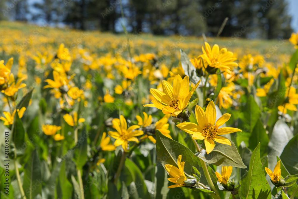 Close view of wild Mules Ears (Wyethia amplexicaulis) wildflowers blooming en masse on a hillside in the Blue Mountains of northeast Oregon Close view of wild Mules Ears (Wyethia amplexicaulis) wildflowers blooming en masse on a hillside in the Blue Mountains of northeast Oregon