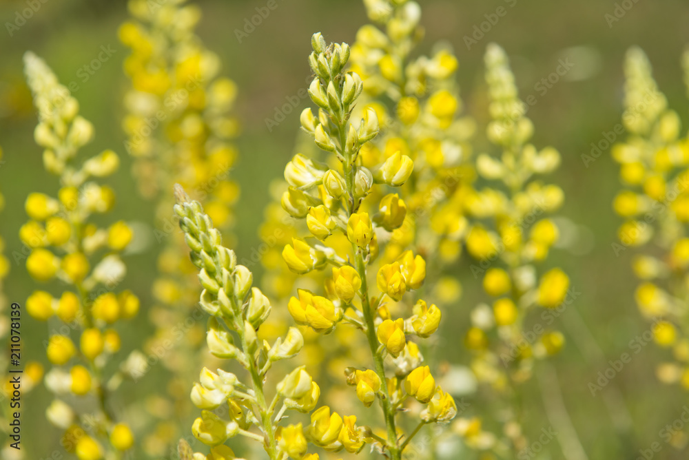 Obraz premium Blooming yellow Lupine (Lupinus Sulphureus) close-up