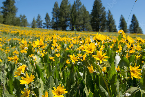 Fototapeta Naklejka Na Ścianę i Meble -  Wild Mules Ears (Wyethia amplexicaulis) wildflowers blooming en masse on a hillside in the Blue Mountains of northeast Oregon