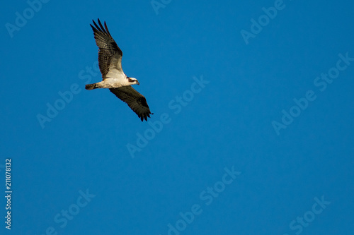 Osprey