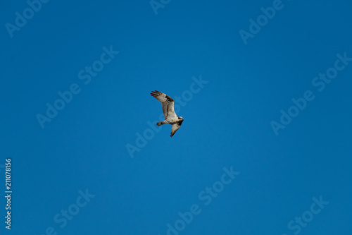 Osprey