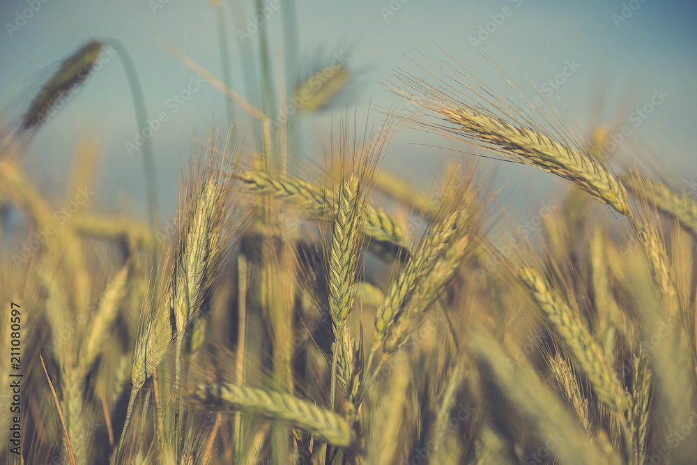 Green wheat field in sunny sommer day. Green wheat field in sunny sommer day.