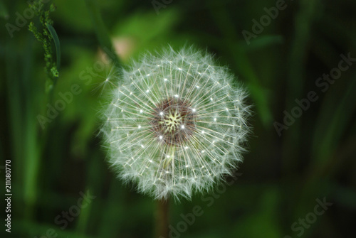 dandelion in the summer against a background of green grass