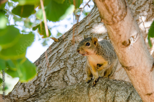 fox squirrel in tree © MikeFusaro