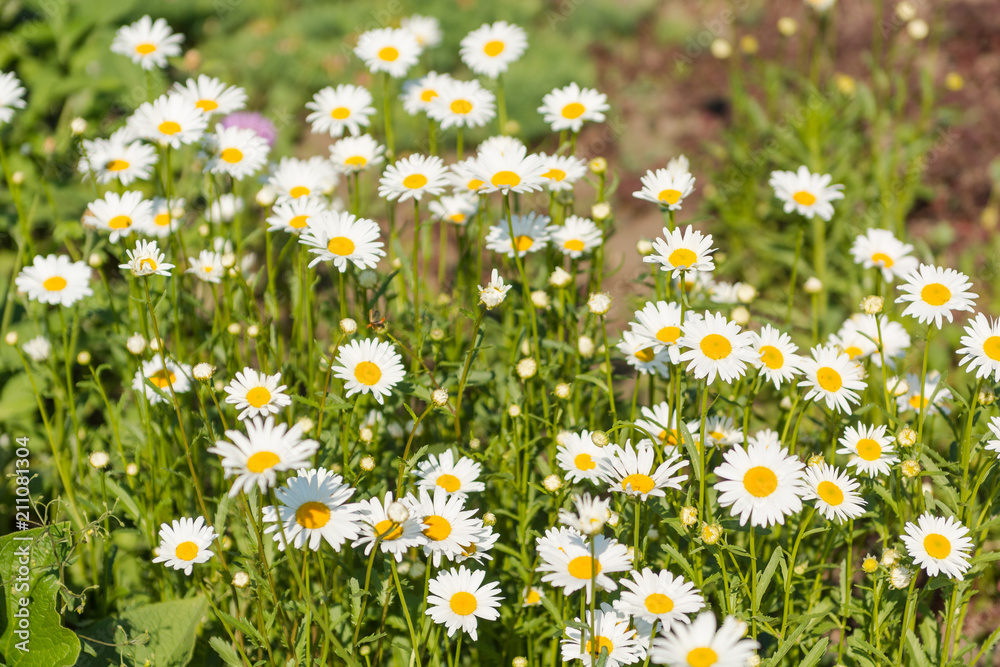 Fototapeta premium Camomile close-up. White flowers. Camomile field