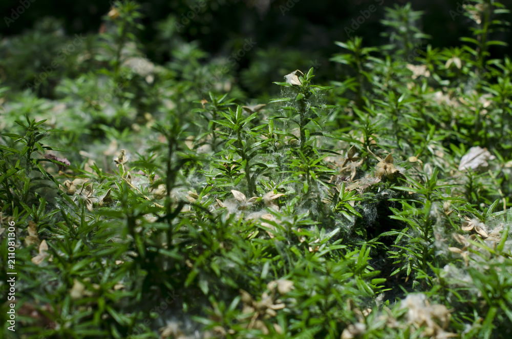 A web filled and cotton covered green bush in the summer sun. A web filled and cotton covered green bush in the summer sun.