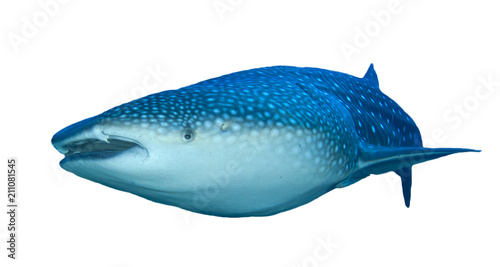Whale Shark isolated on white background   