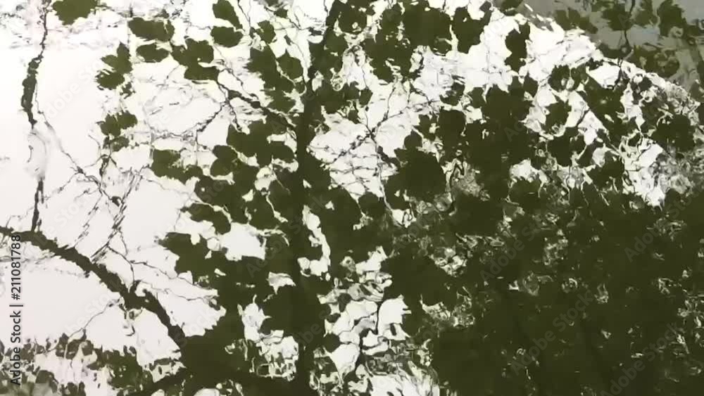 ゆらぎ 葉 水 ゆらぎ 葉 水