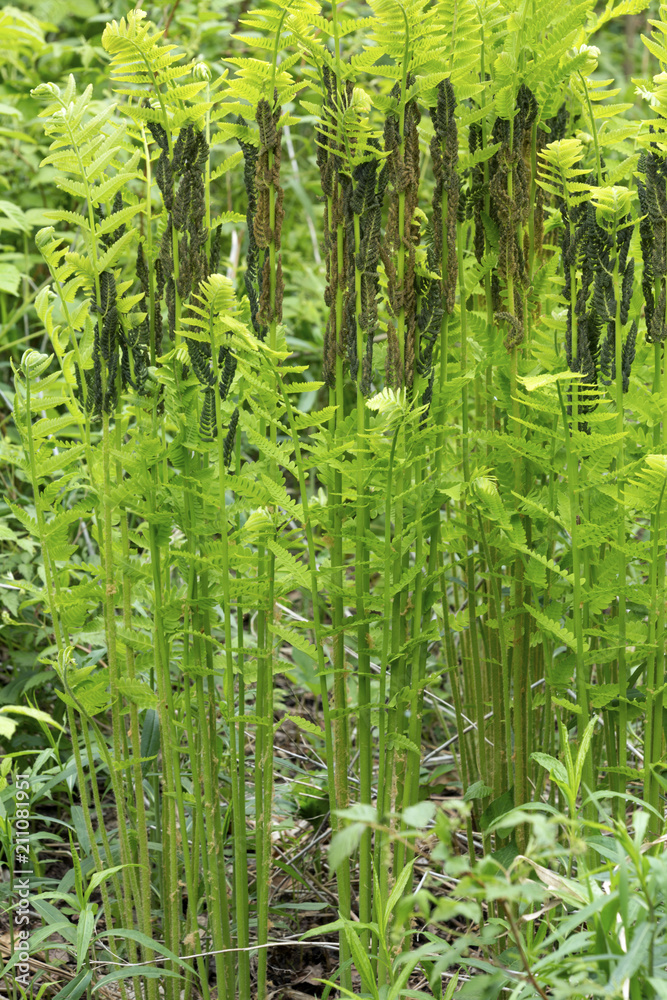 Obraz premium Interrupted ferns at Mt. Sunapee in Newbury, New Hampshire.