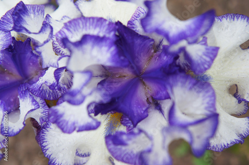 Fototapeta Naklejka Na Ścianę i Meble -  Bearded Iris white and violet flower head close up