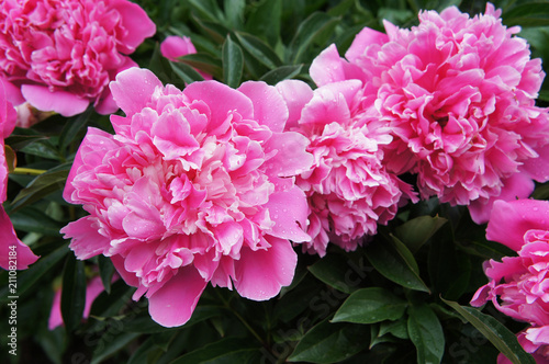 Peony or paeonia lactiflora pink many flowers with green