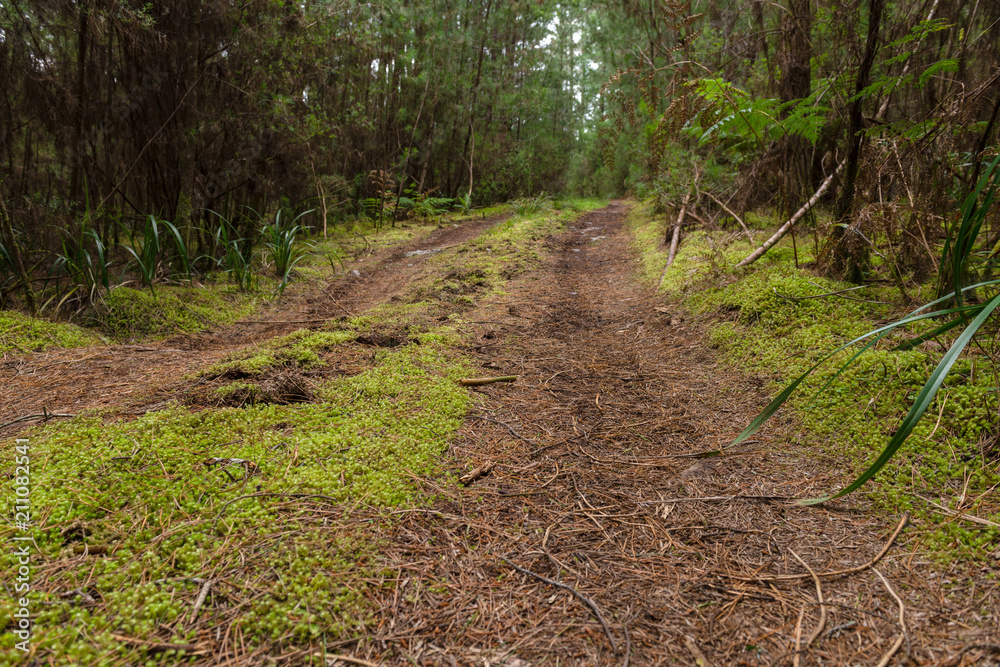 woodland track through a forest, Tasmania