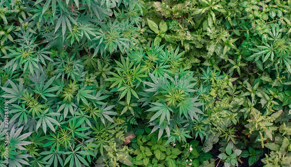 Wild marijuana growing outside in a field Wild marijuana growing outside in a field