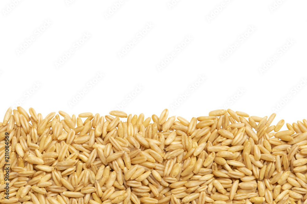 row of oats grain isolated on white background