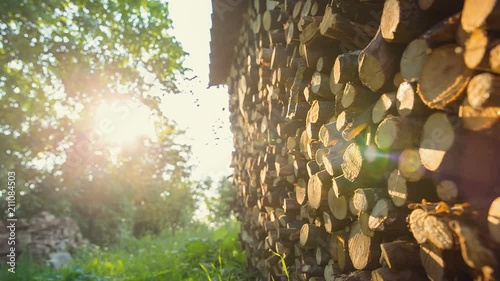 The small forest is cut and laid on the background of sun rays photo