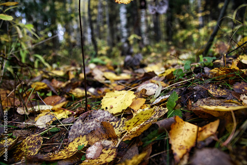 Fallen autumn leaves on the ground