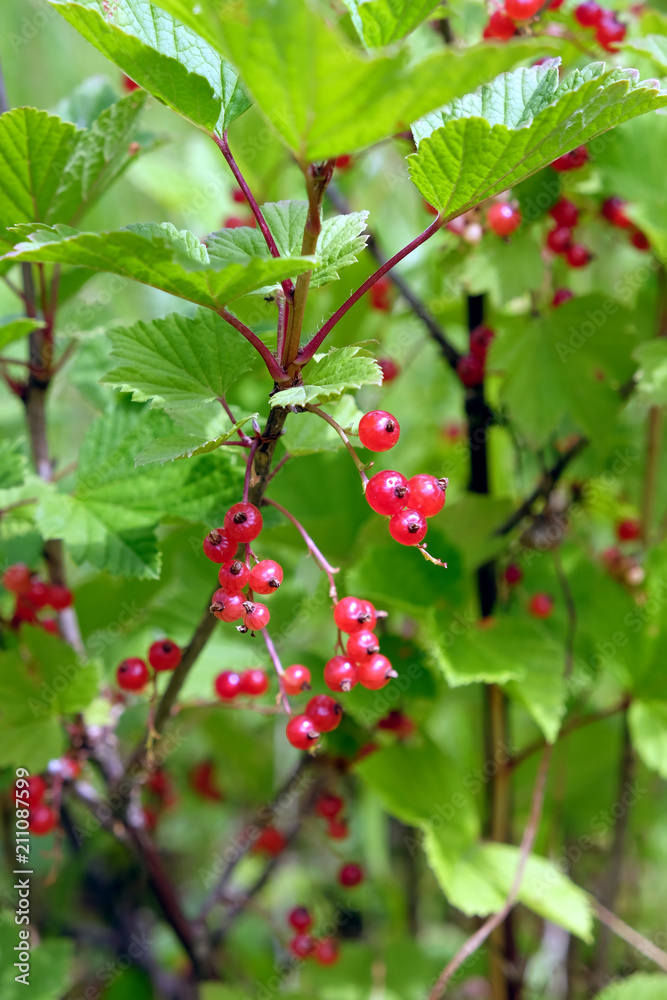 Ripe red currant berries on green bush branches in the garden on summer day close up Ripe red currant berries on green bush branches in the garden on summer day close up