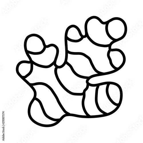 Ginger root rhizome seasoning herb line art vector icon for food apps and websites