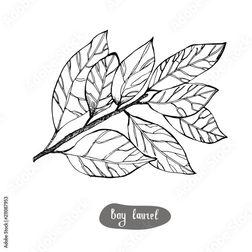 Bay Laurel or Laurus nobilis, vintage engraved illustration.
