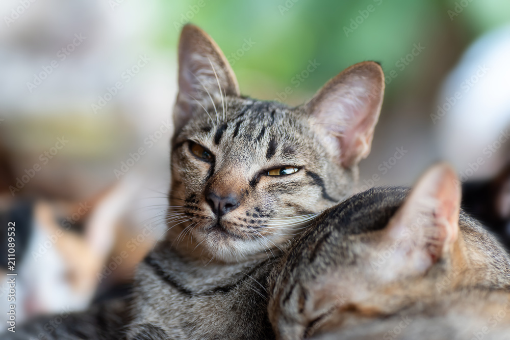 Cute cat sitting together and looking at camera, pets at home Cute cat sitting together and looking at camera, pets at home