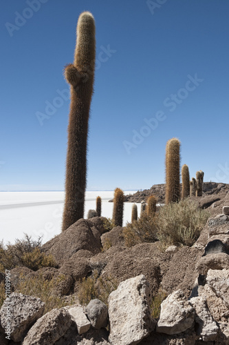 Trichoreceus Cactus on Isla Incahuasi - Isla del Pescado - Salar de Uyuni, Bolivia - South America © LAURA