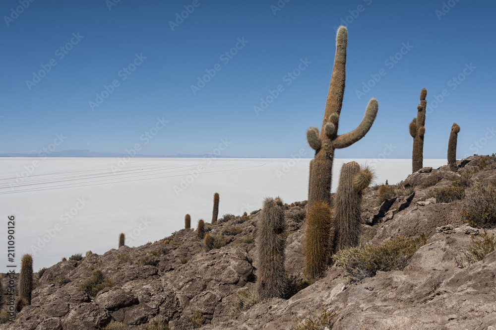 Trichoreceus Cactus on Isla Incahuasi - Isla del Pescado - Salar de Uyuni, Bolivia - South America Trichoreceus Cactus on Isla Incahuasi - Isla del Pescado - Salar de Uyuni, Bolivia - South America