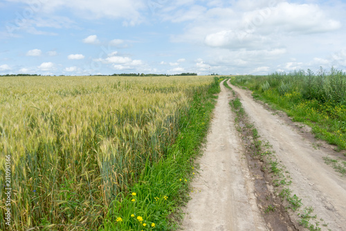 Vanishing dirt road through wheat farm field