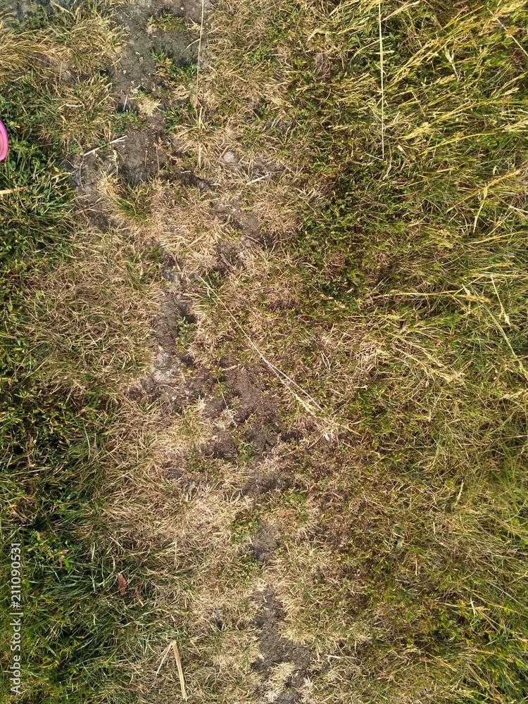 Fototapeta premium Green and yellow grass. Earth background 