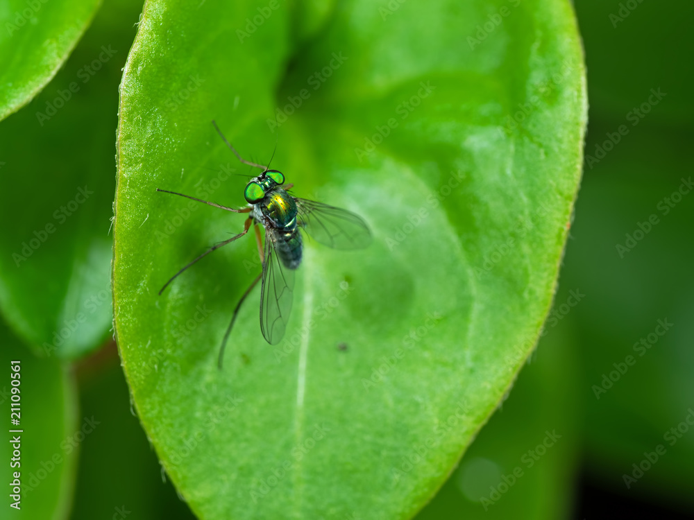 Macro Photo of Beautiful Fly on Green Leaf Isolated on Background Macro Photo of Beautiful Fly on Green Leaf Isolated on Background