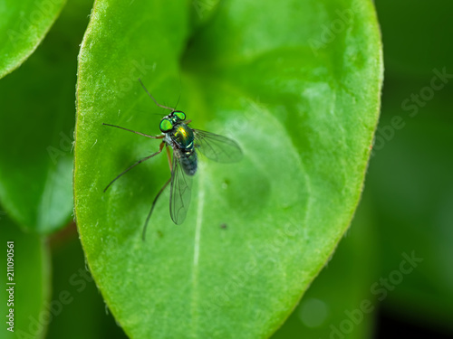 Macro Photo of Beautiful Fly on Green Leaf Isolated on Background